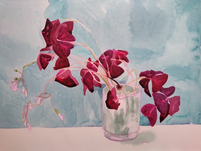 Oxalis - Karen Smith